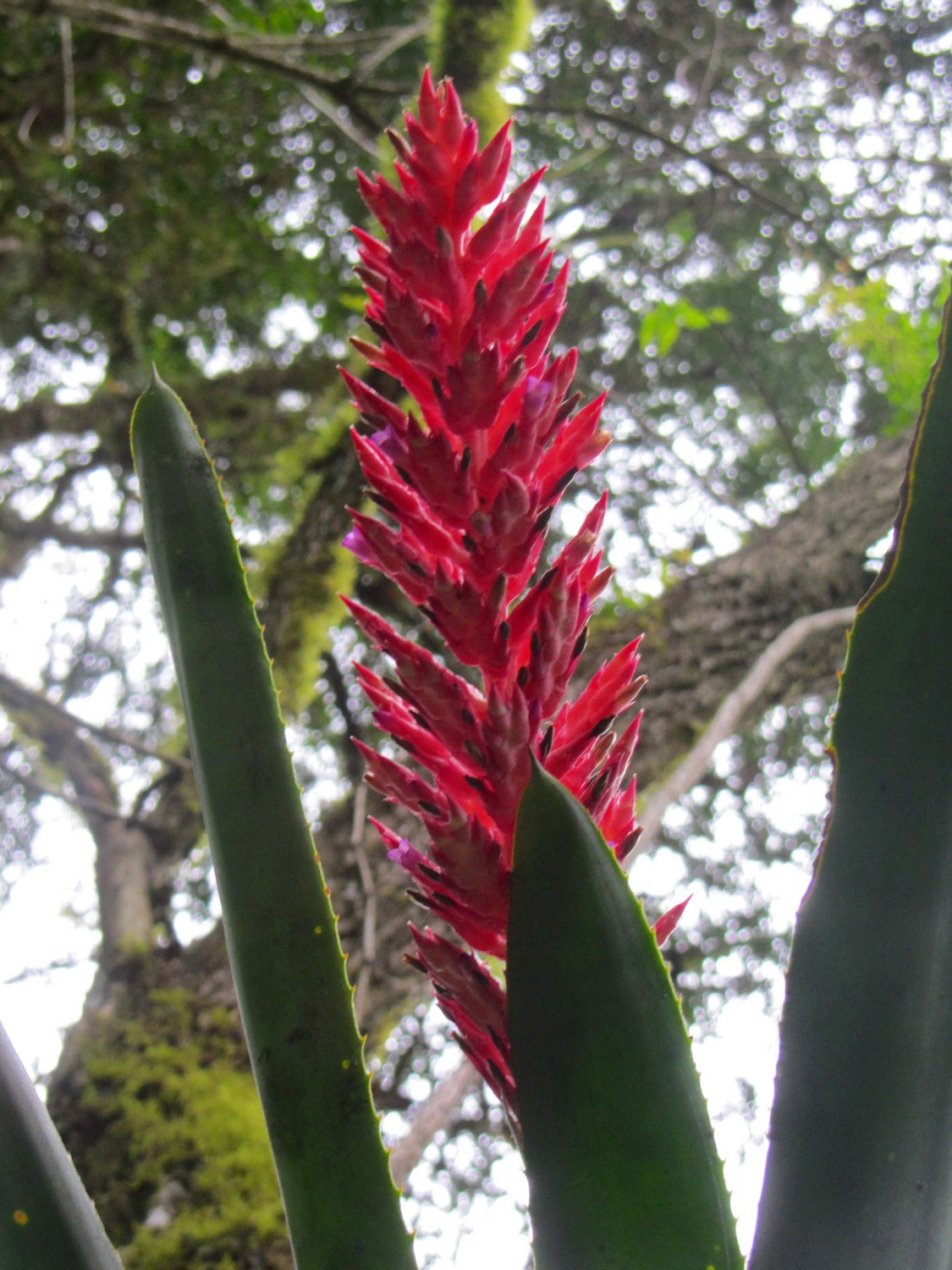Pink flower of the Bromeliad